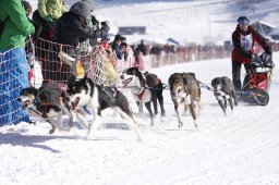 Lenk 2013